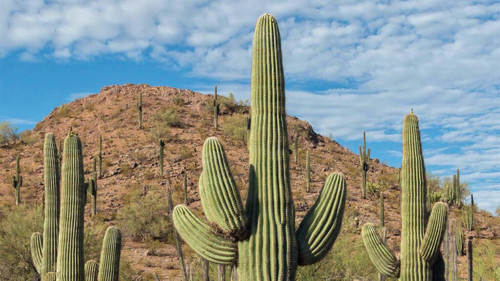 Arizona Saguaro